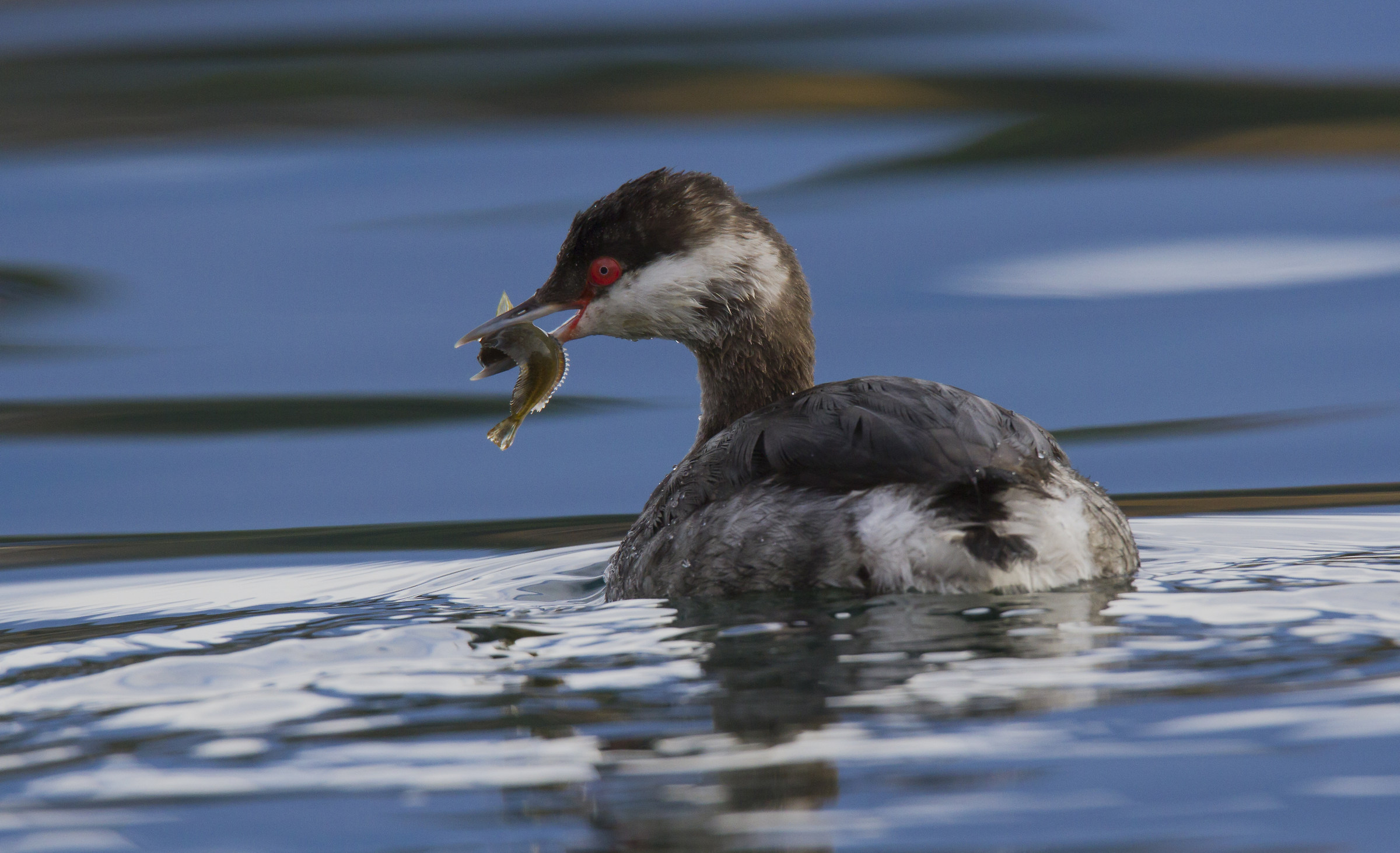 Horned Grebe