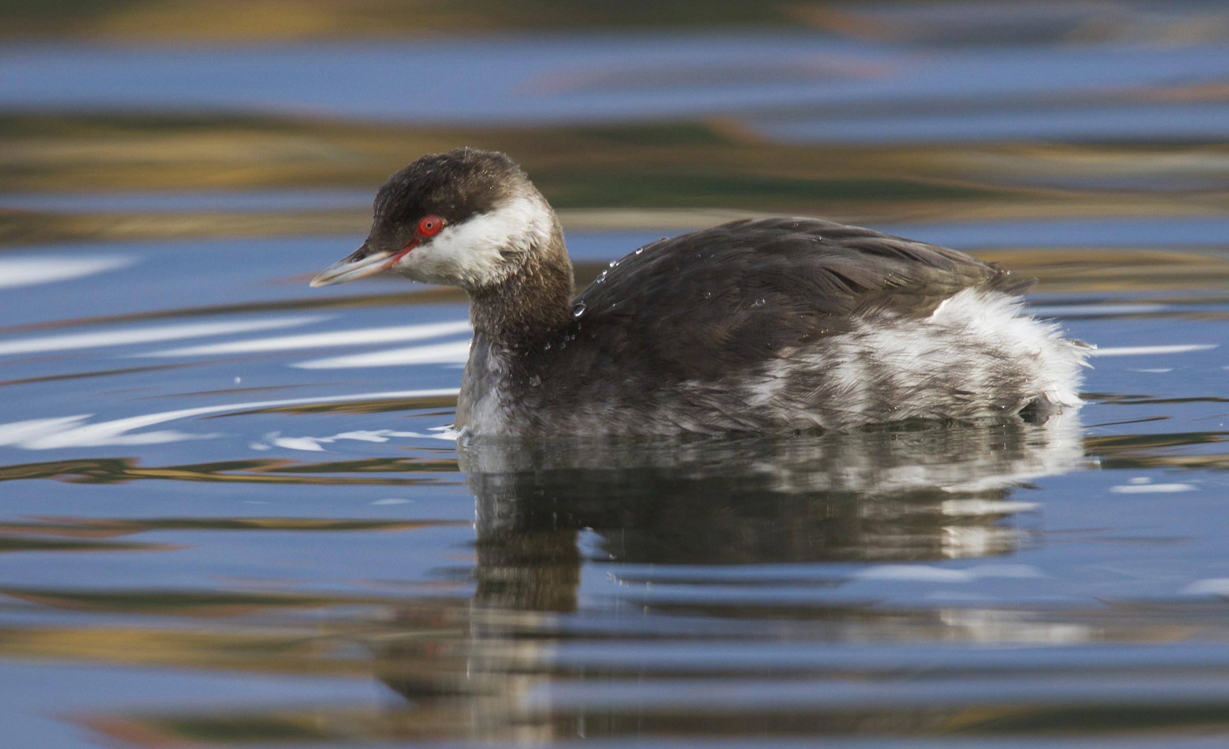 Horned Grebe