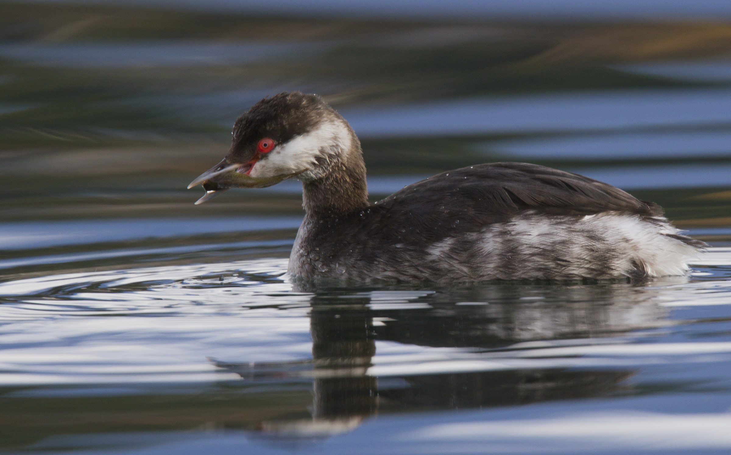 Horned Grebe