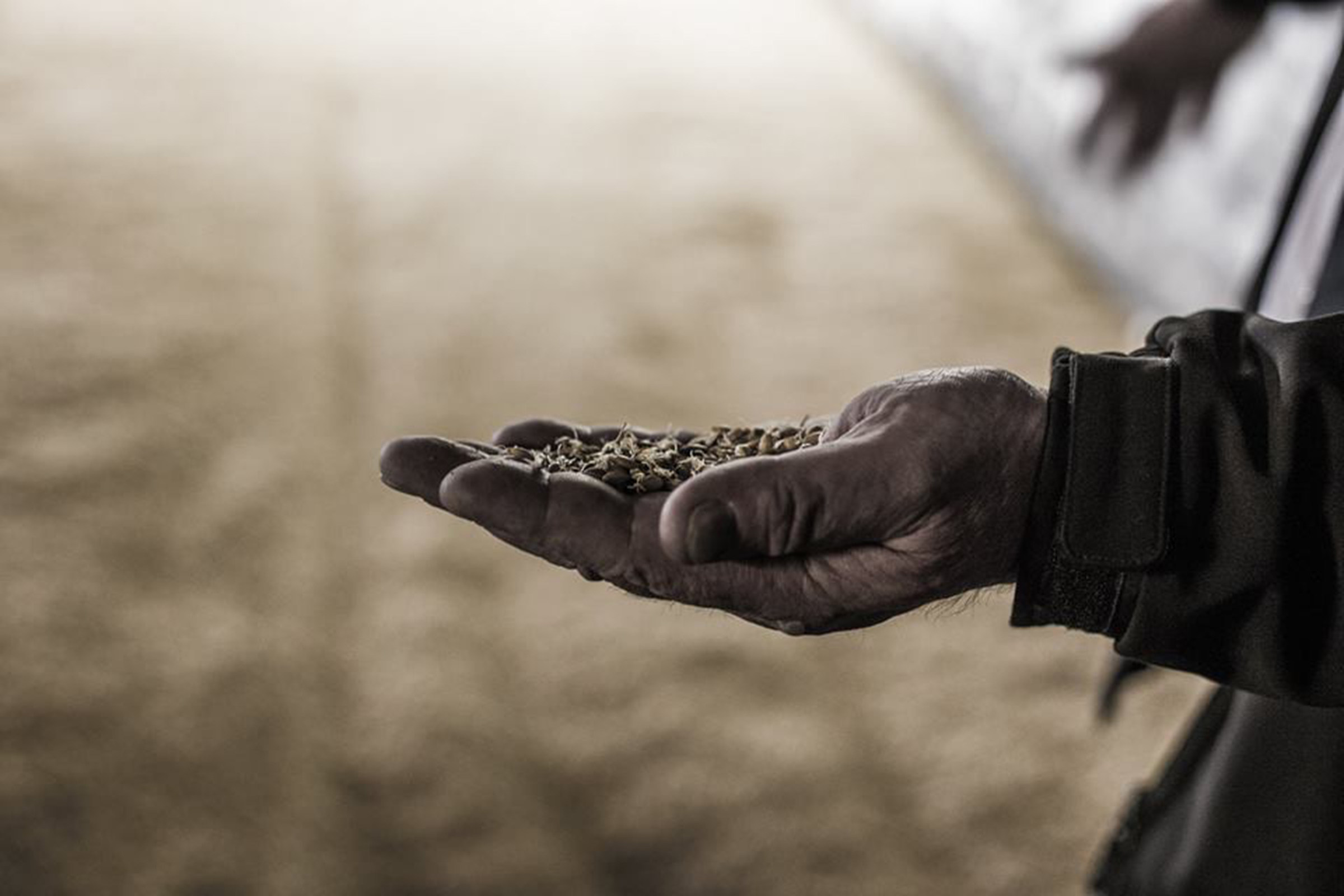 dalle mani sapienti nasce il whisky