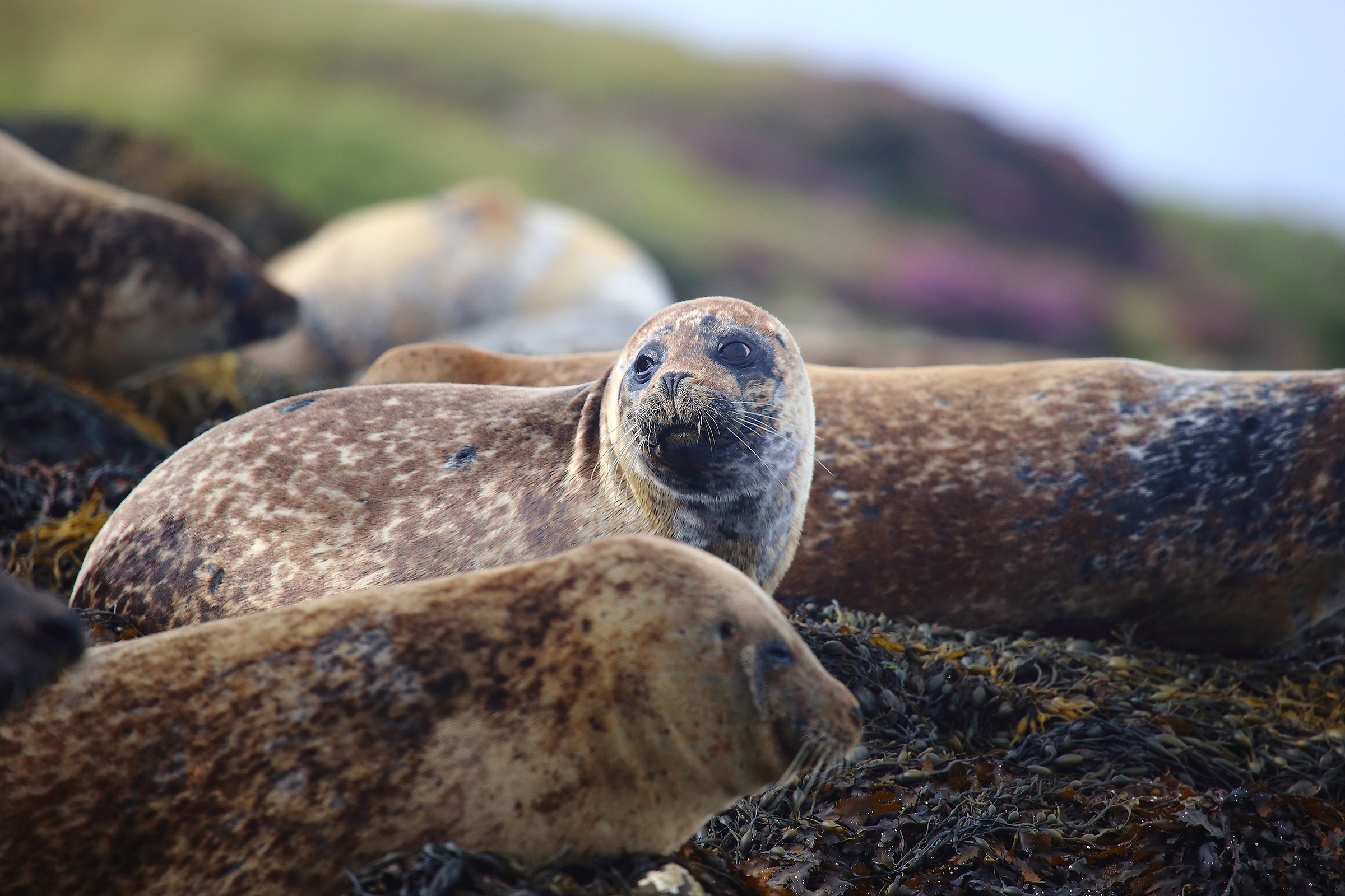seals