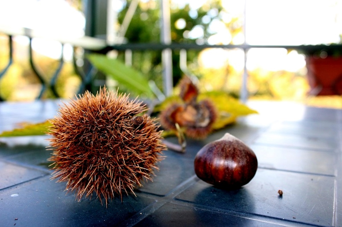 Ricci e castagne selvatiche