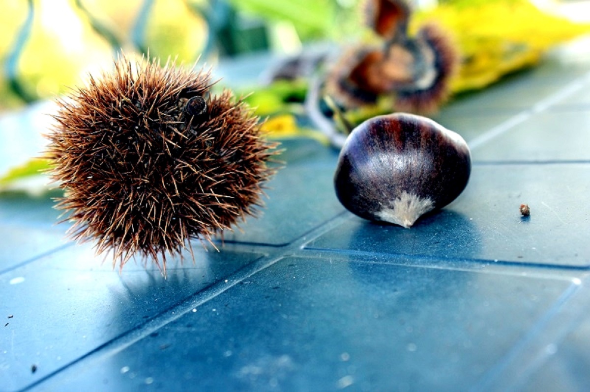 Castagne