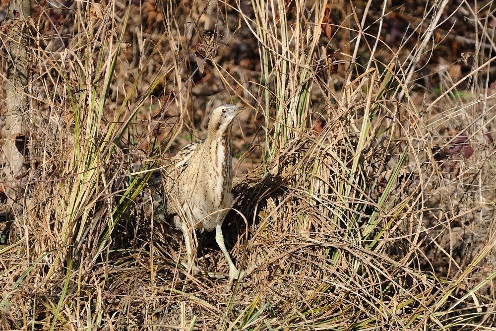 Bittern 1