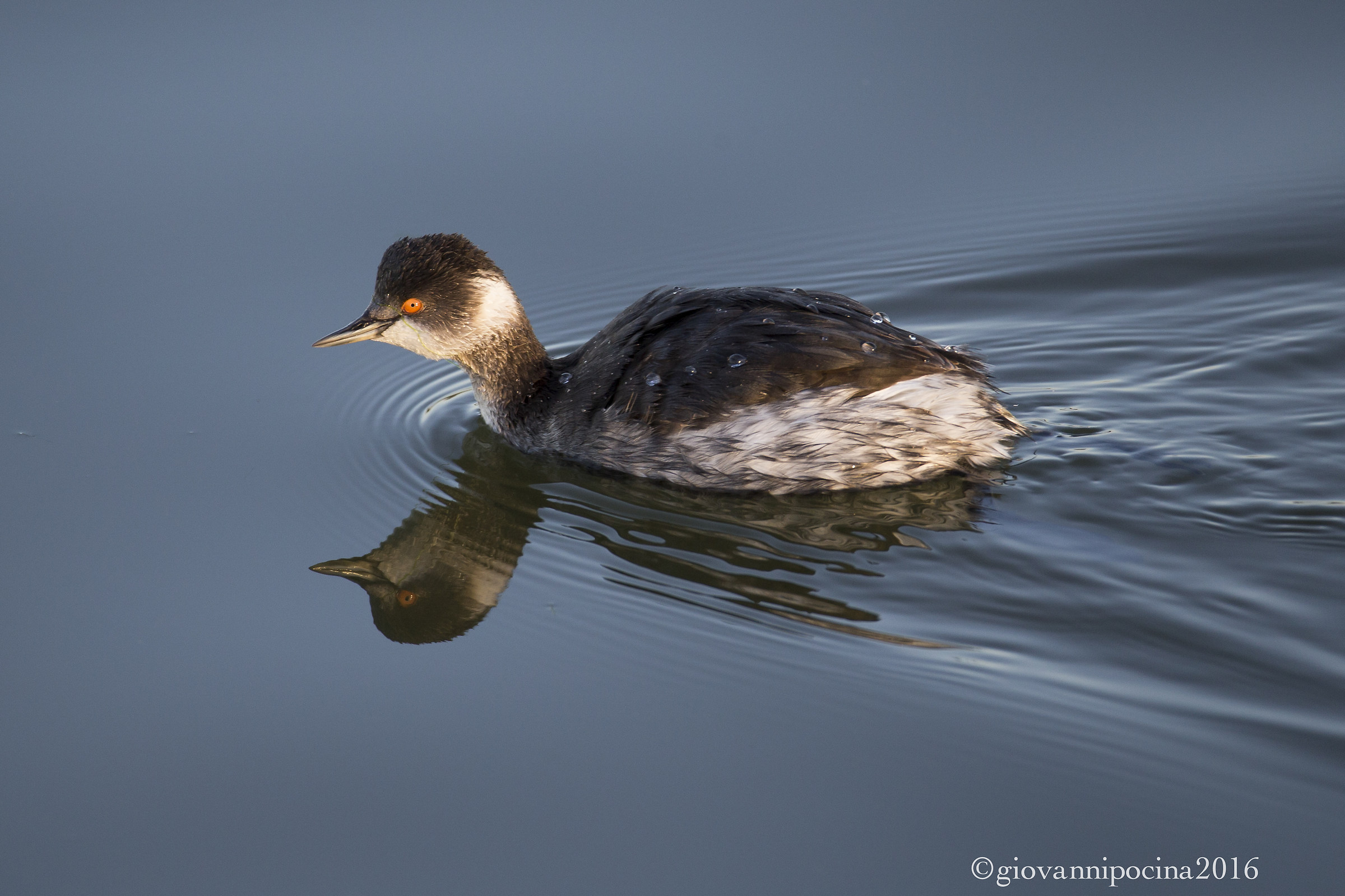 Grebe