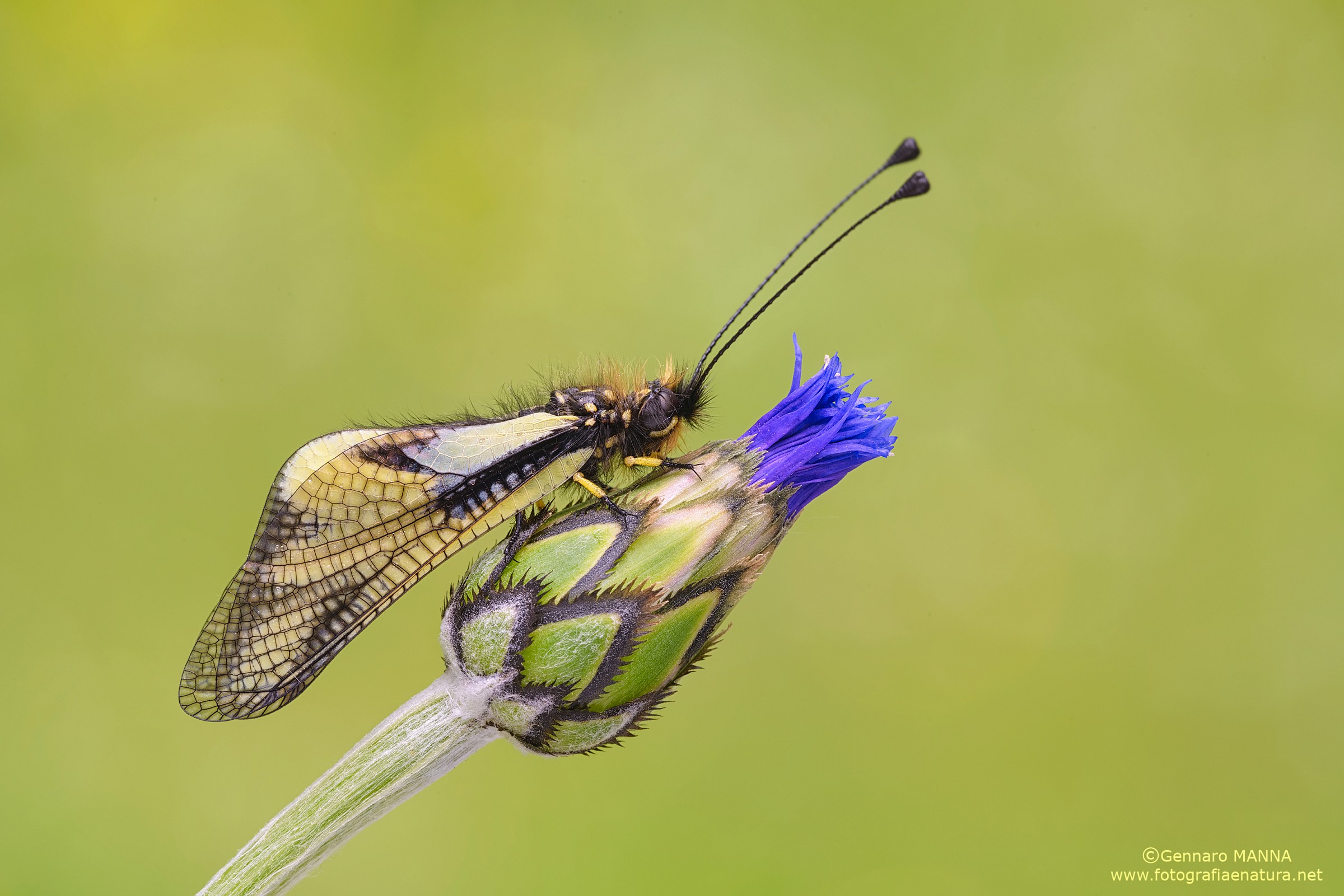 Libelloides coccajus