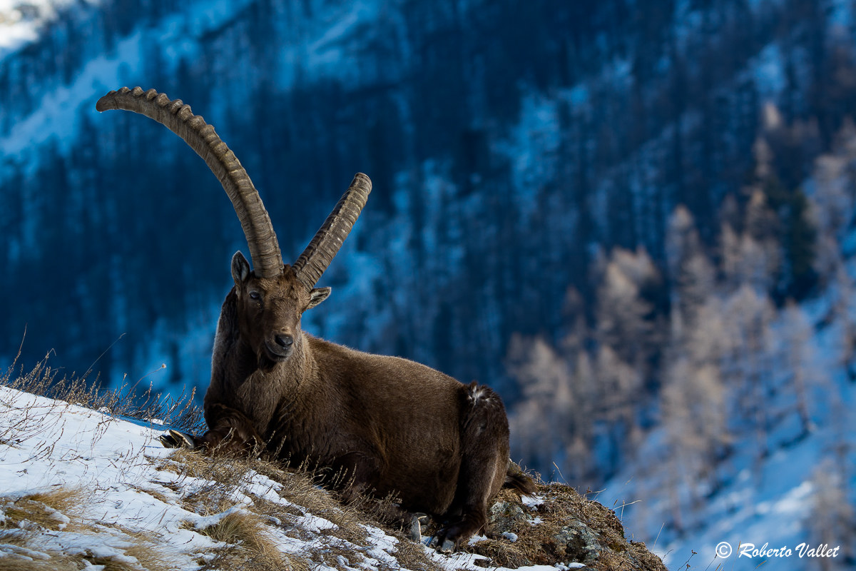 His Majesty, the last sun