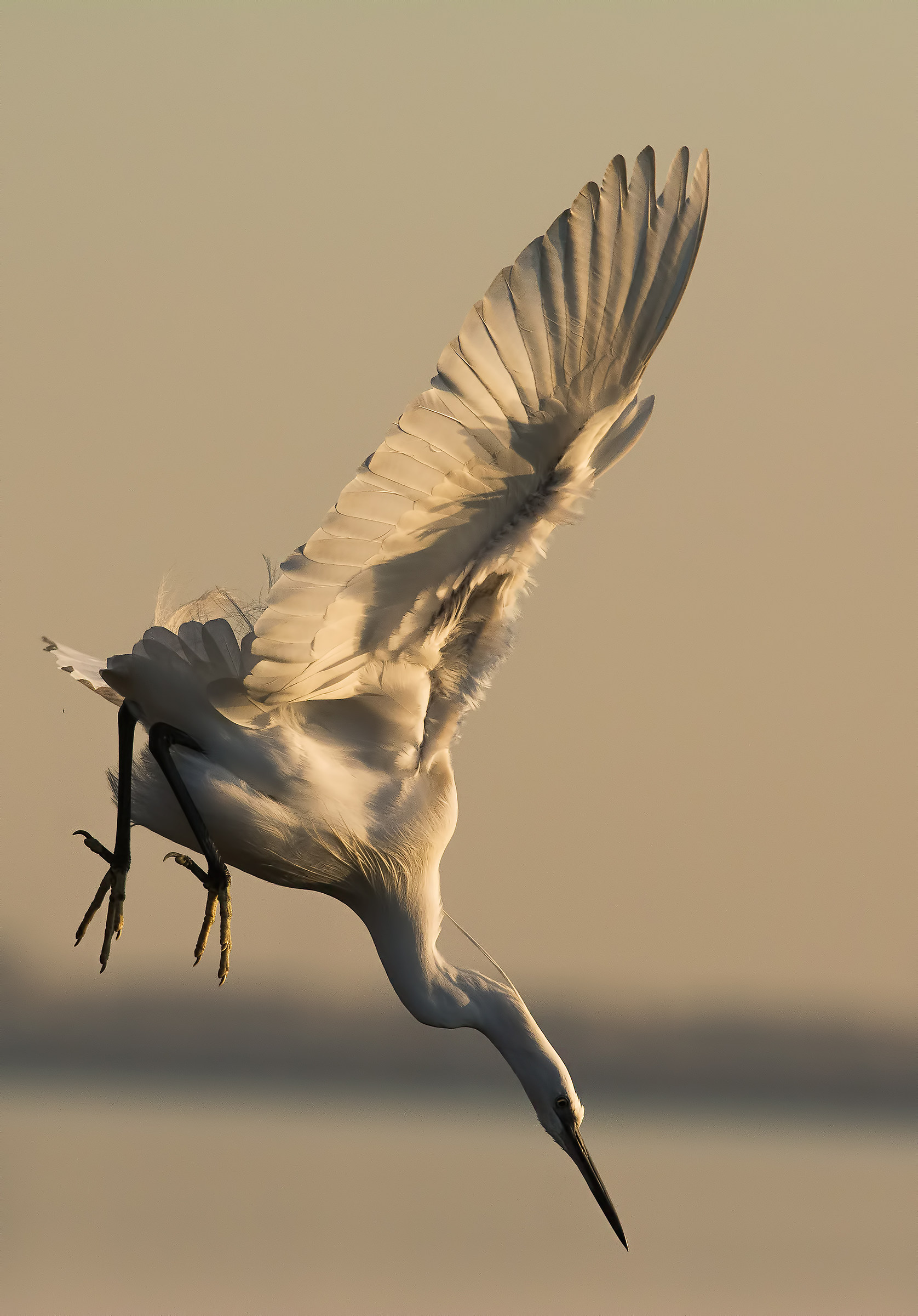 Egret (imitates kingfishers)