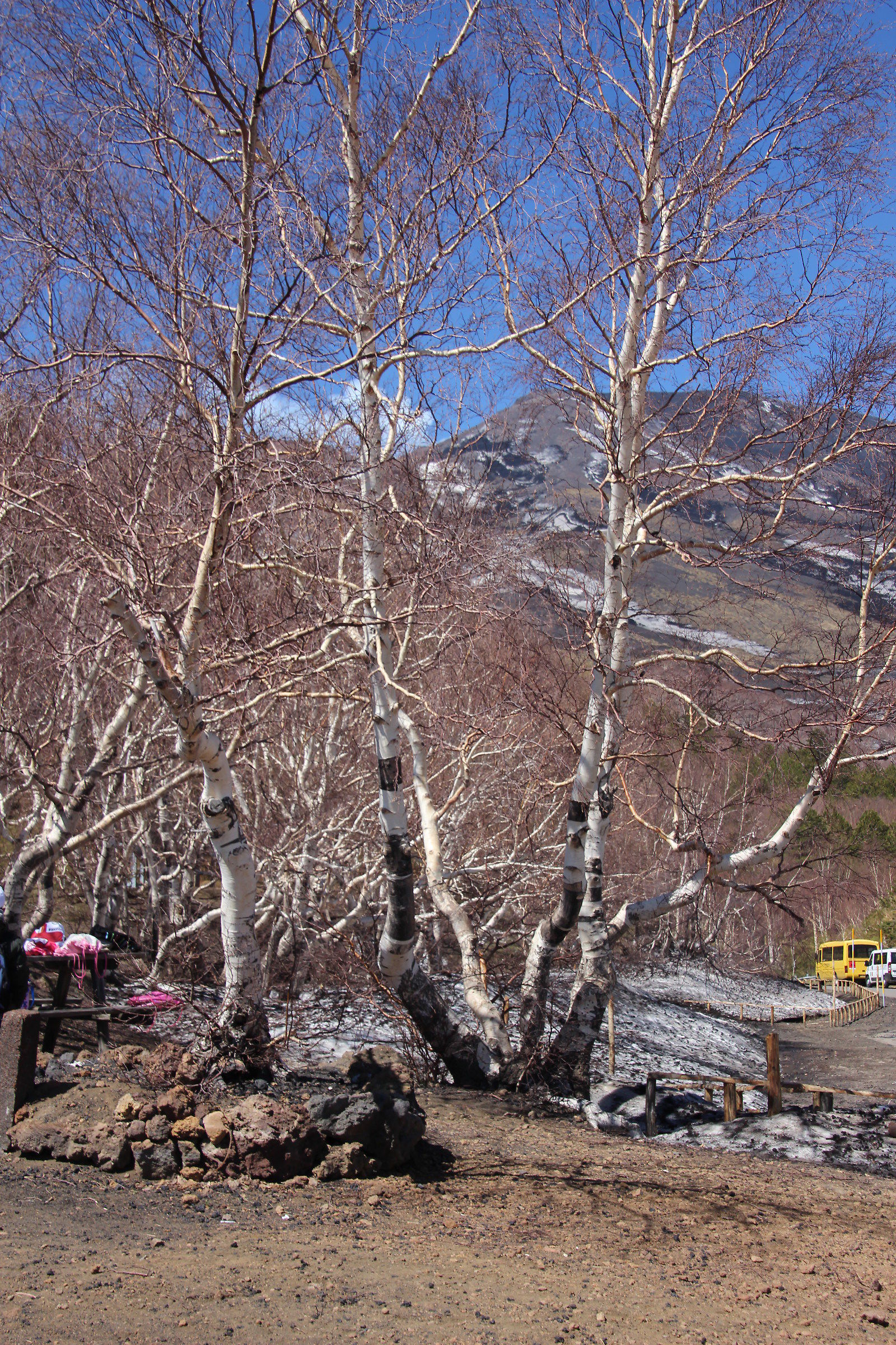 La betulla bianca ai piedi dell'Etna