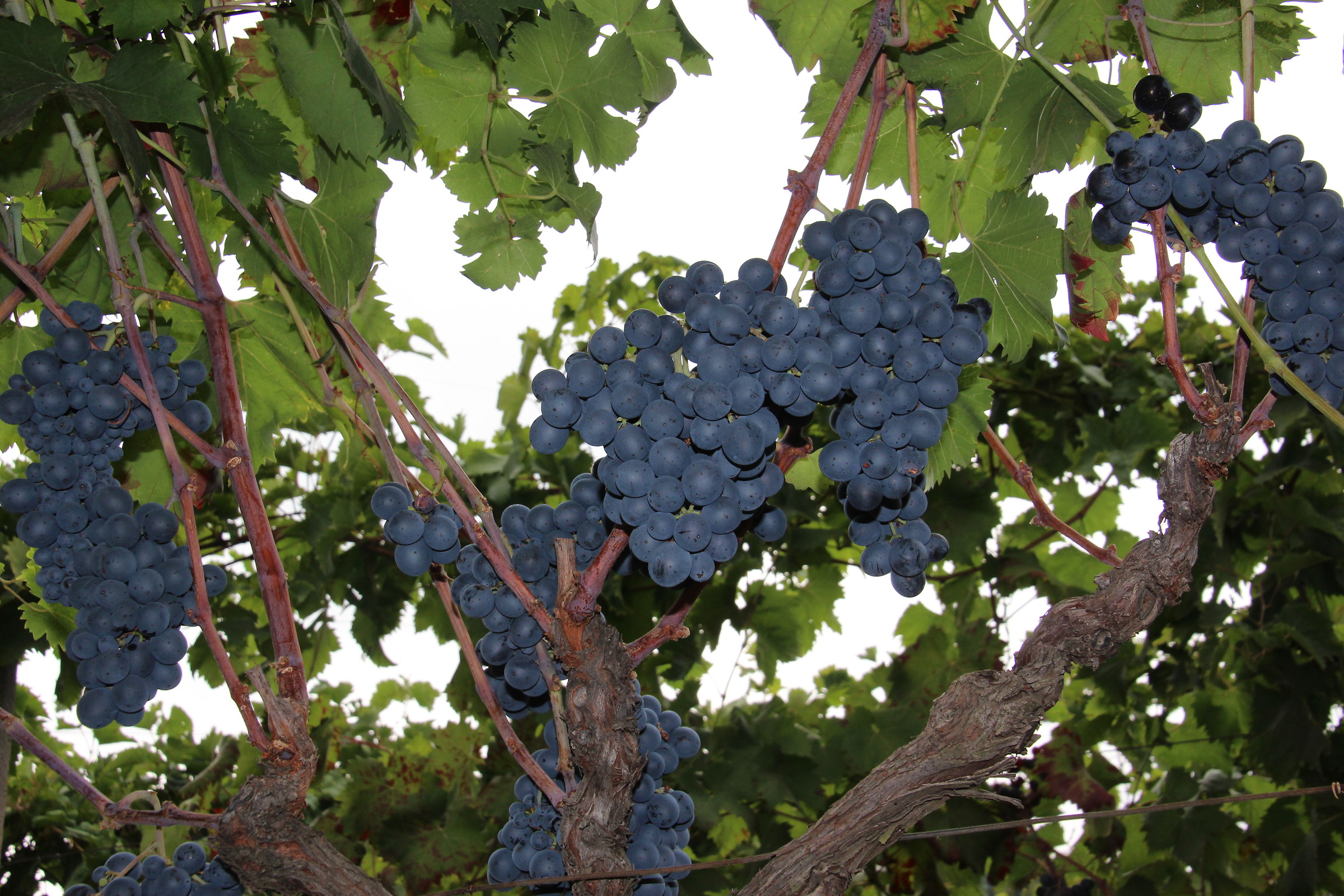 Il Nerello Mascalese