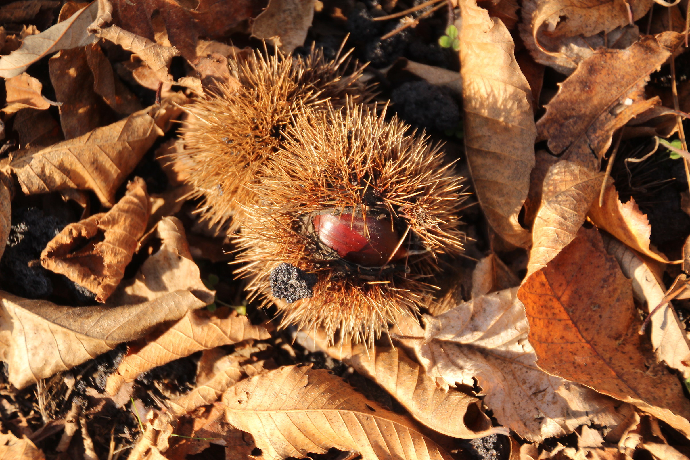 Castagne e lapilli Vulcanici