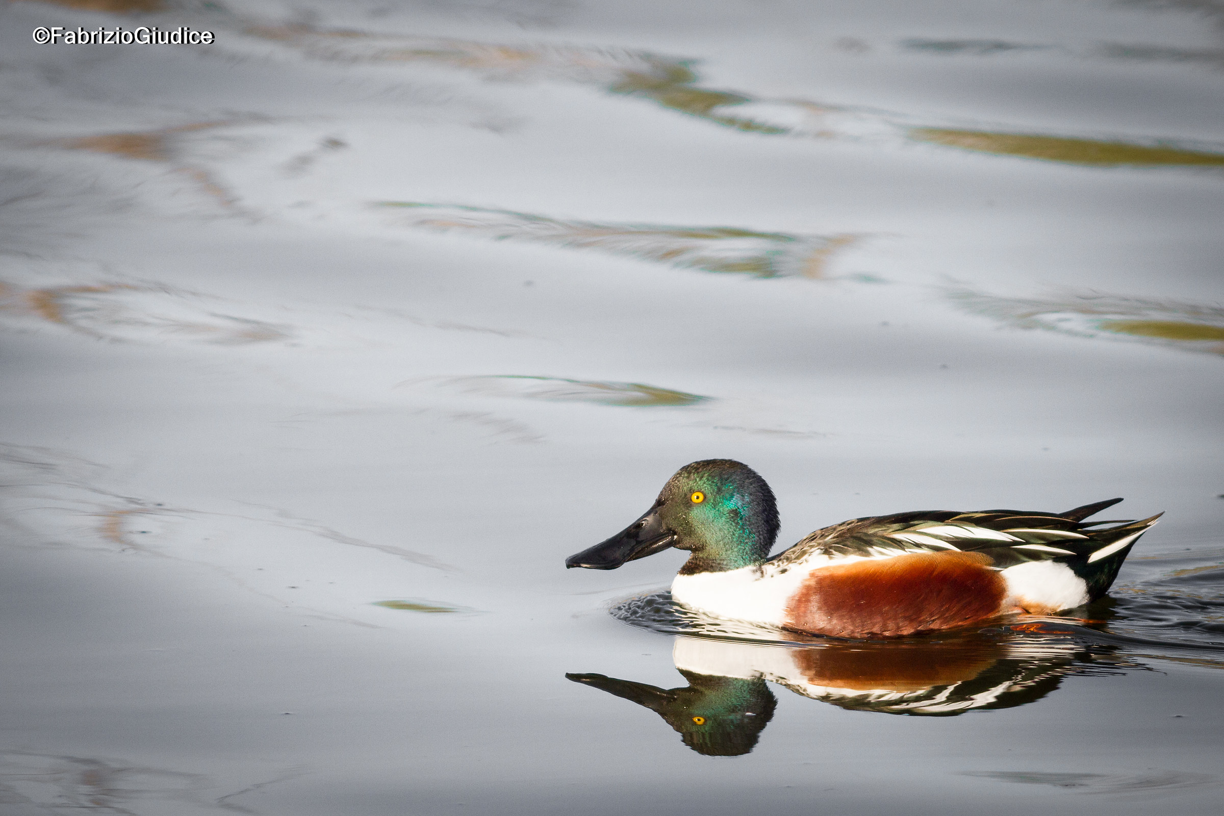Shoveler - Anas clypeata?