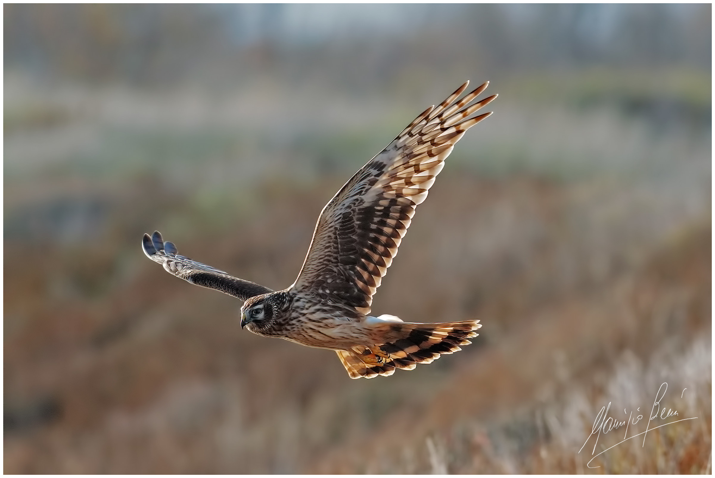 Albanella reale in volo