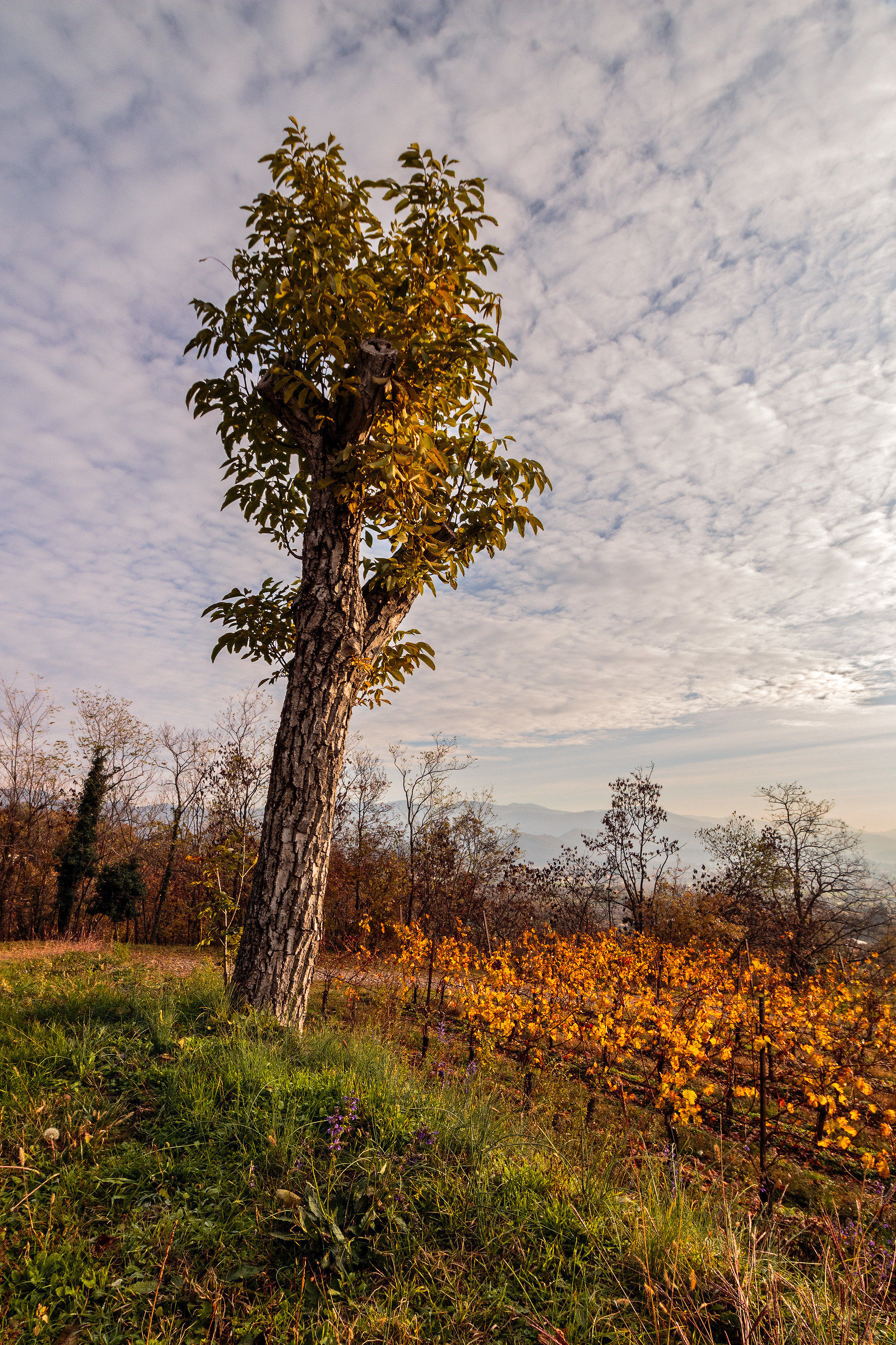 Una mattina di novembre