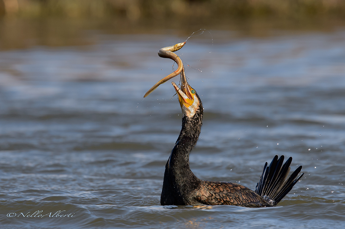 il cormorano e l'anguilla