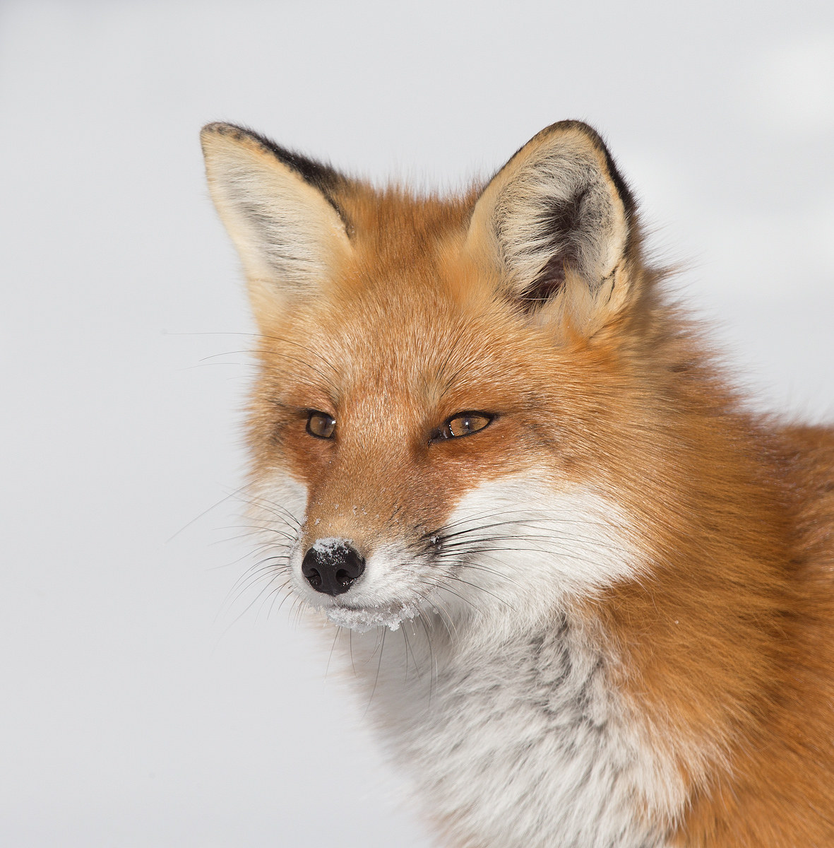 Red Fox - Algonquin Park, Ontario, Canada