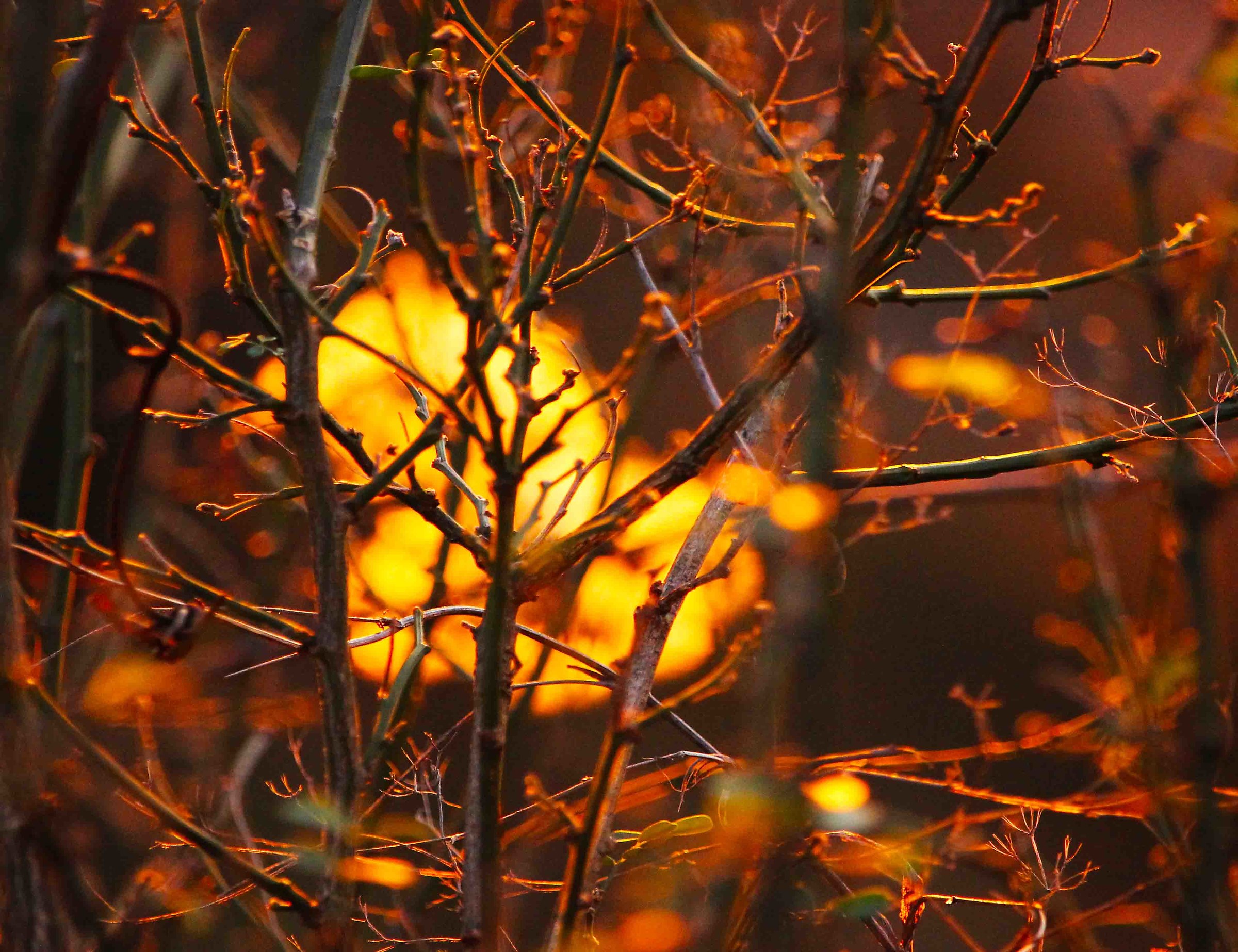golden branches