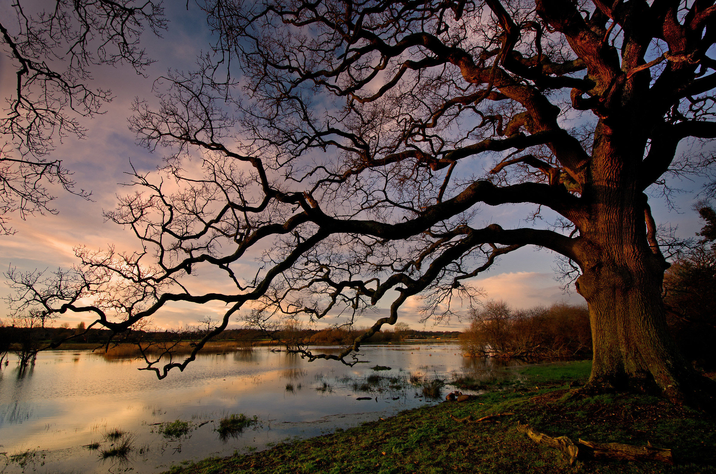 That Big Oak (By the Flooded Avon)