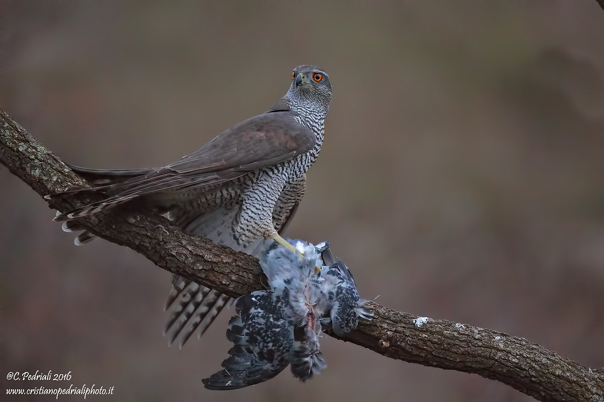 Goshawk .. look predator ..