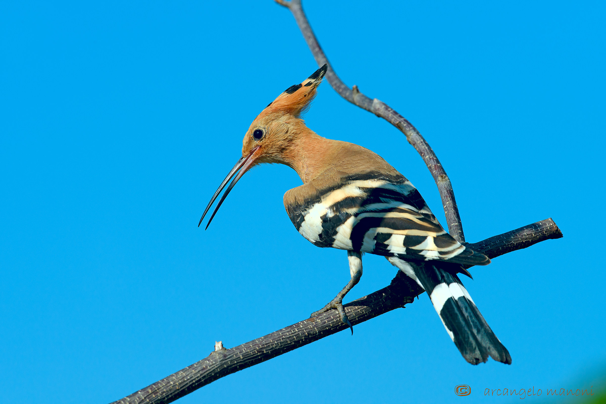Hoopoe 20