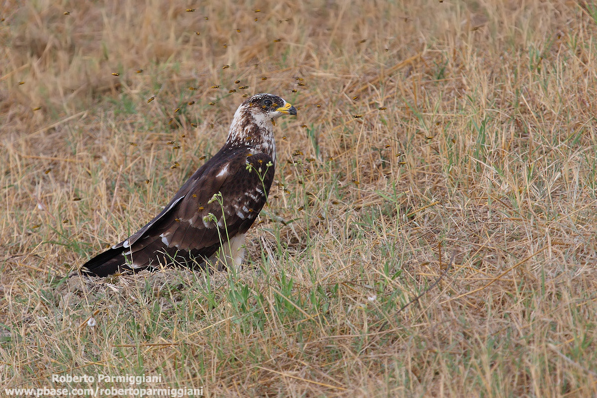Attack in the nest vepse