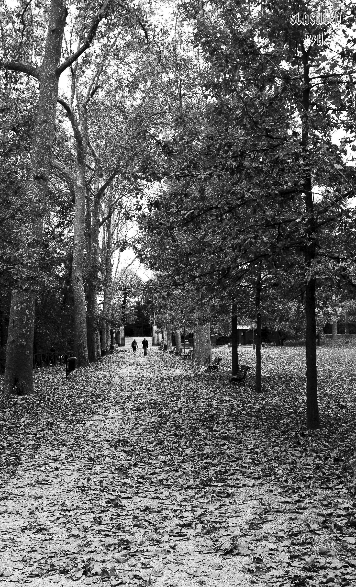 Autunno sul vialetto del parco