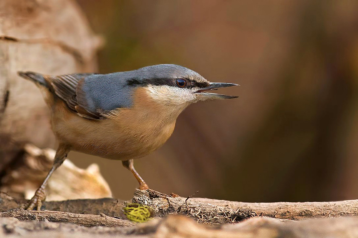 nuthatch