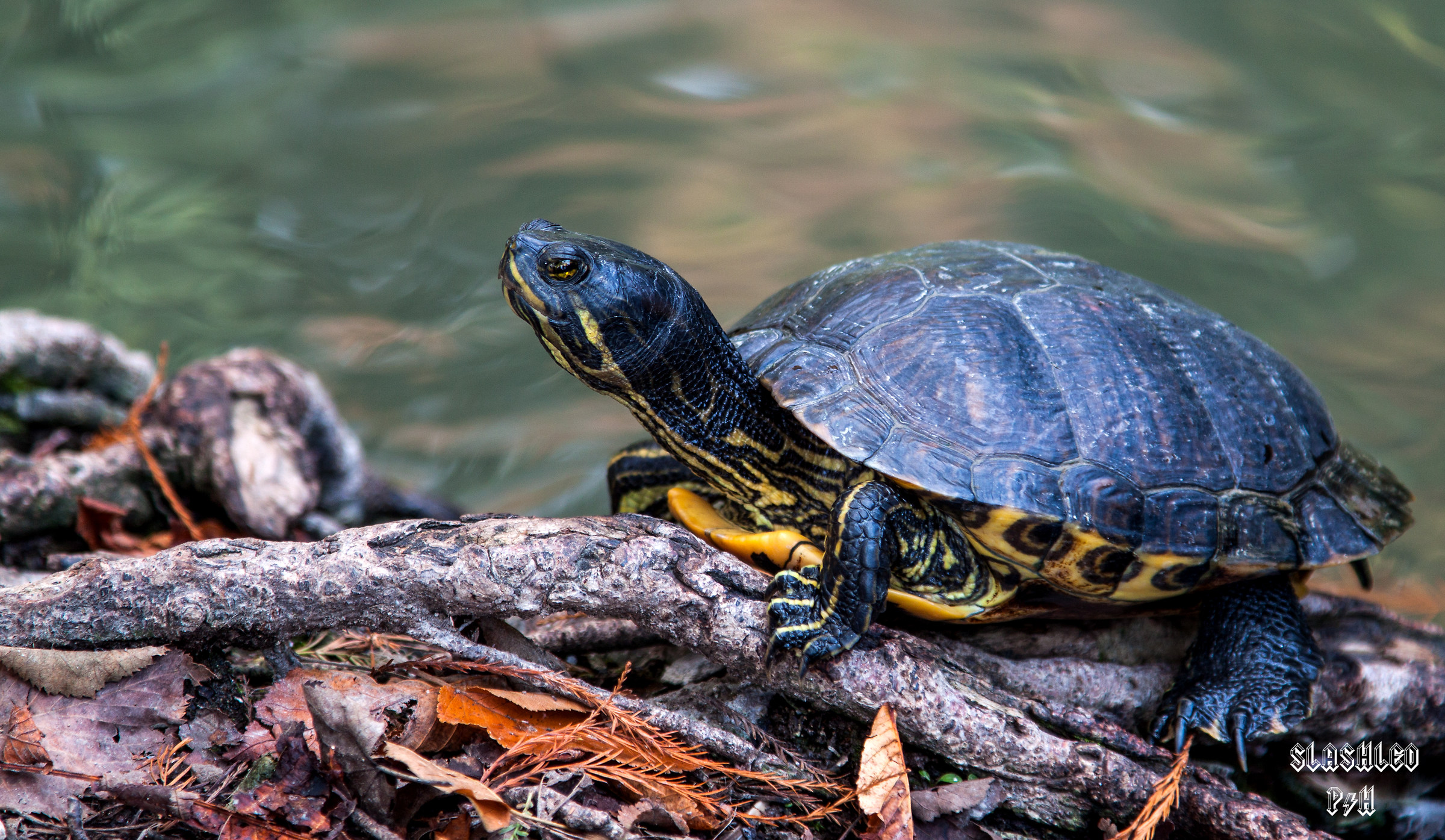 In attesa dello scatto...che vanitosa