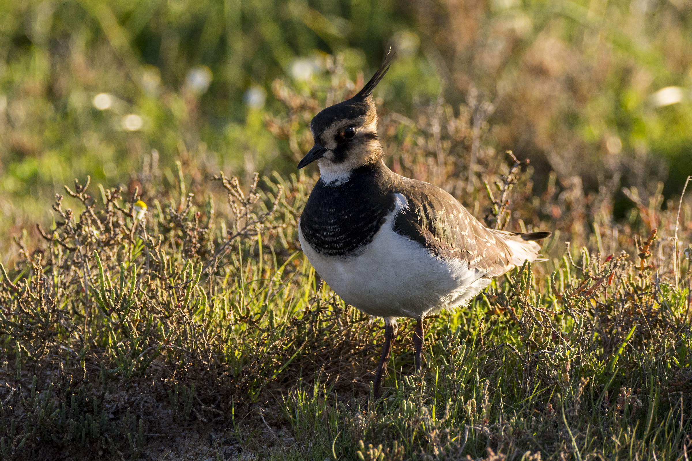 Lapwing female