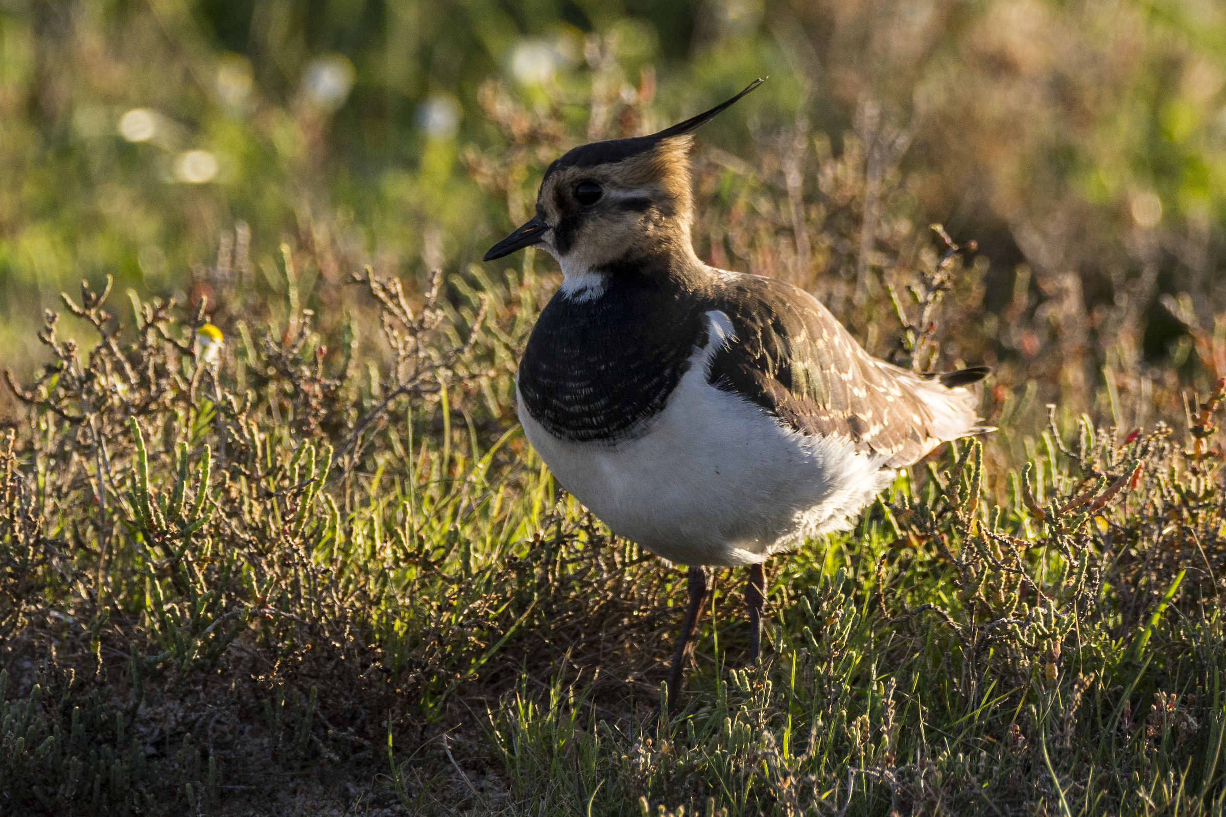 Female lapwing