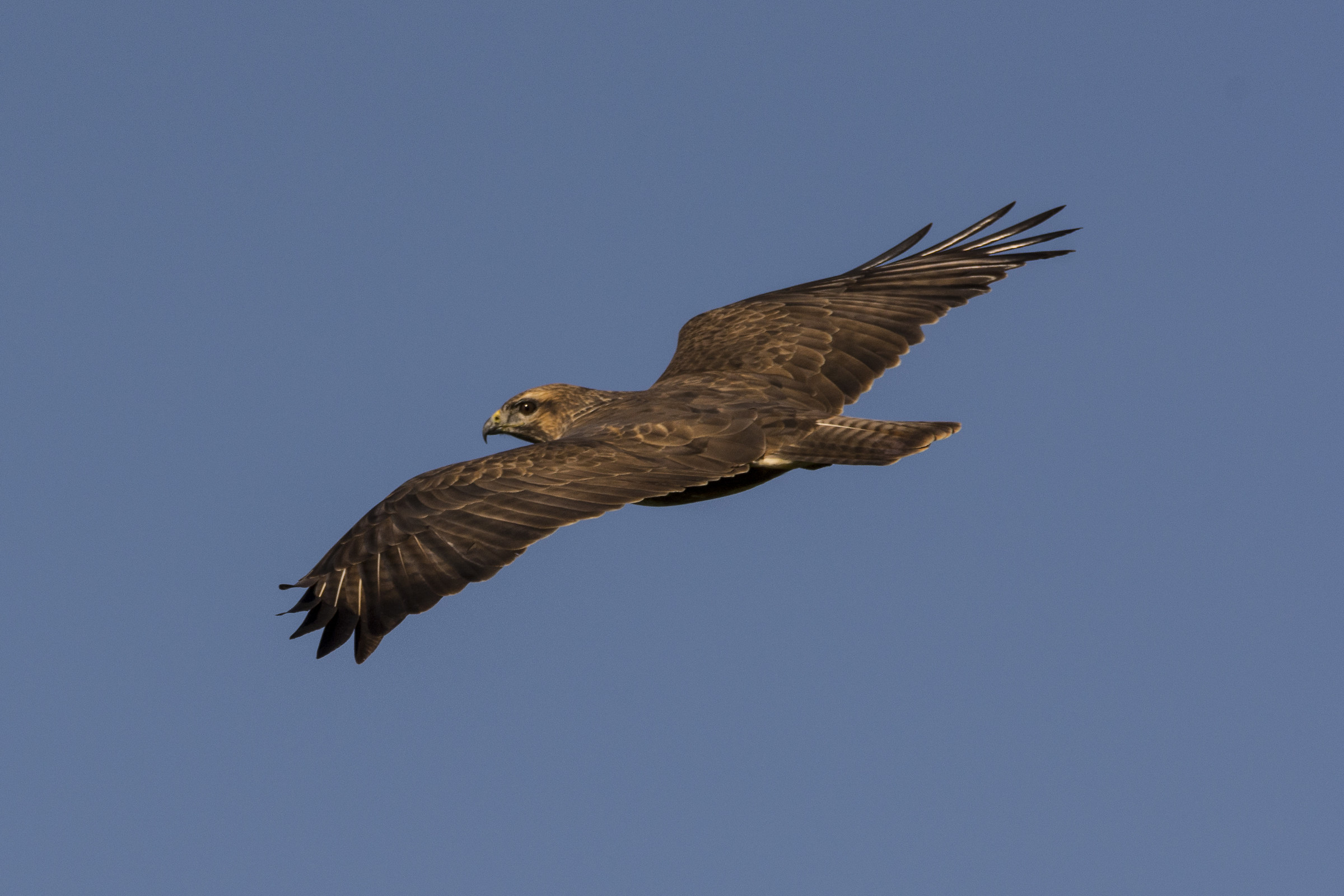 Buzzard