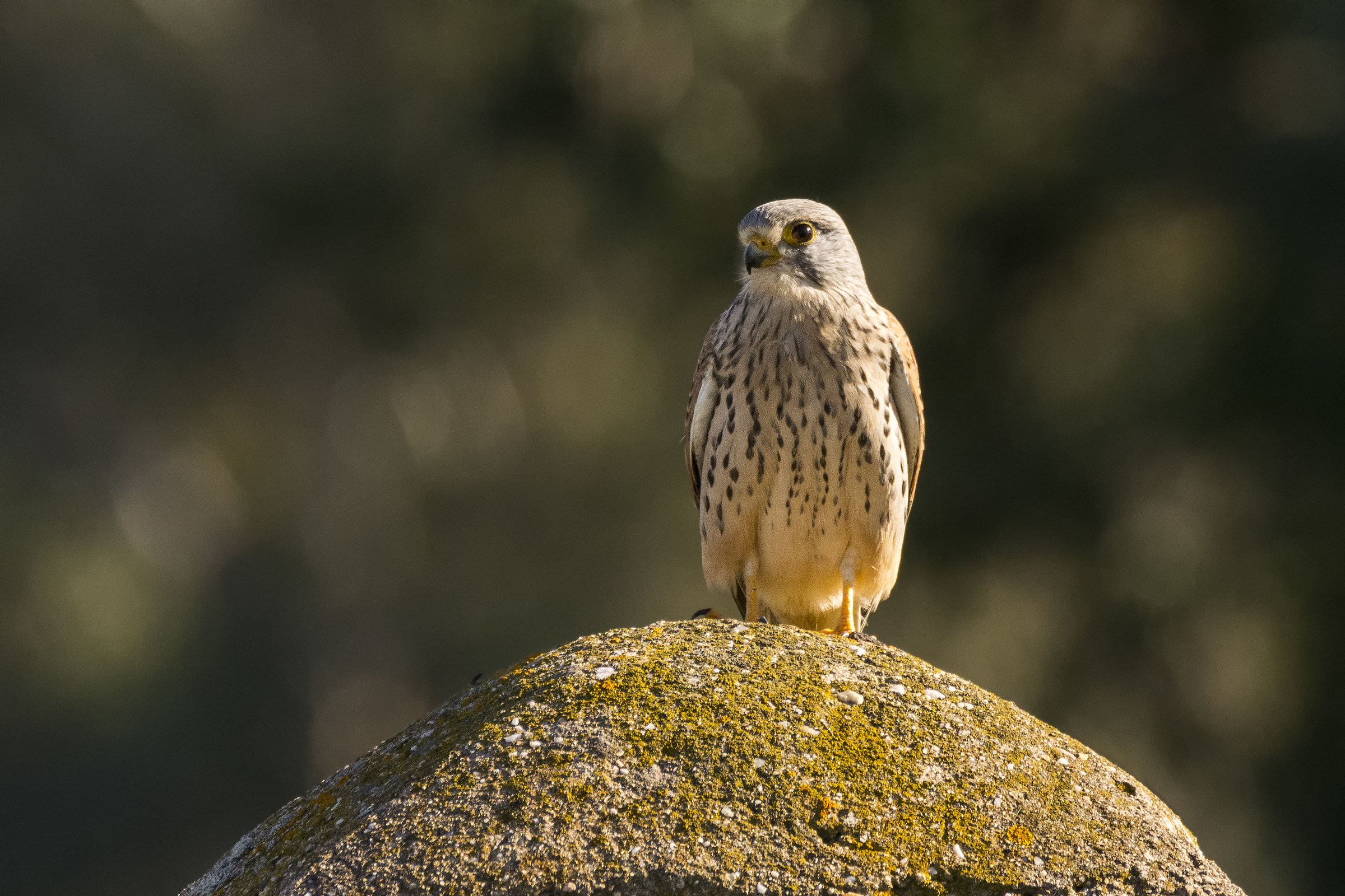 Kestrel