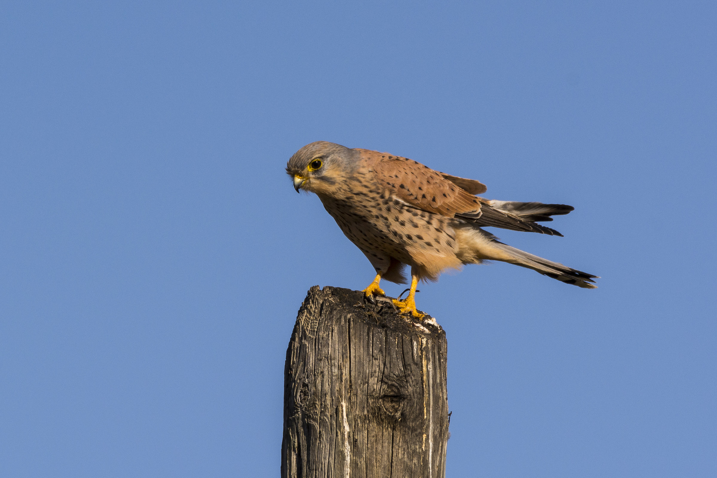 Kestrel