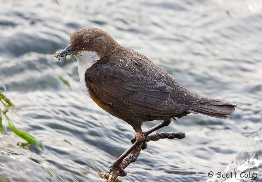 Dipper