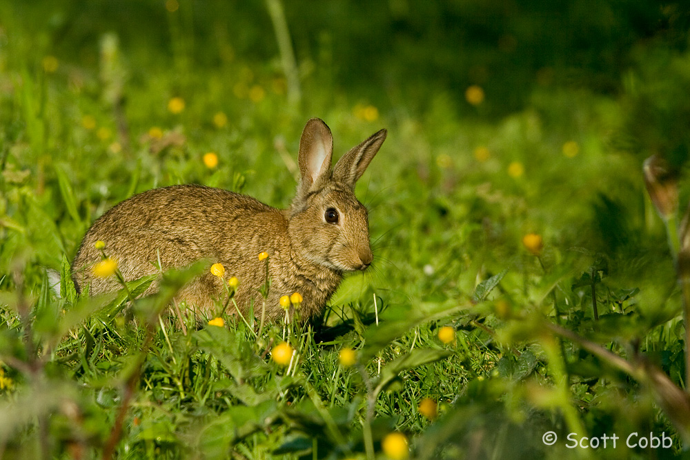 Wild Rabbit