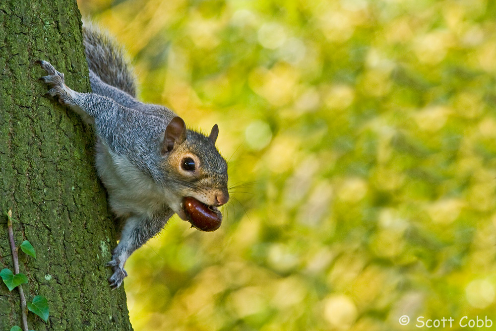Grey Squirrel