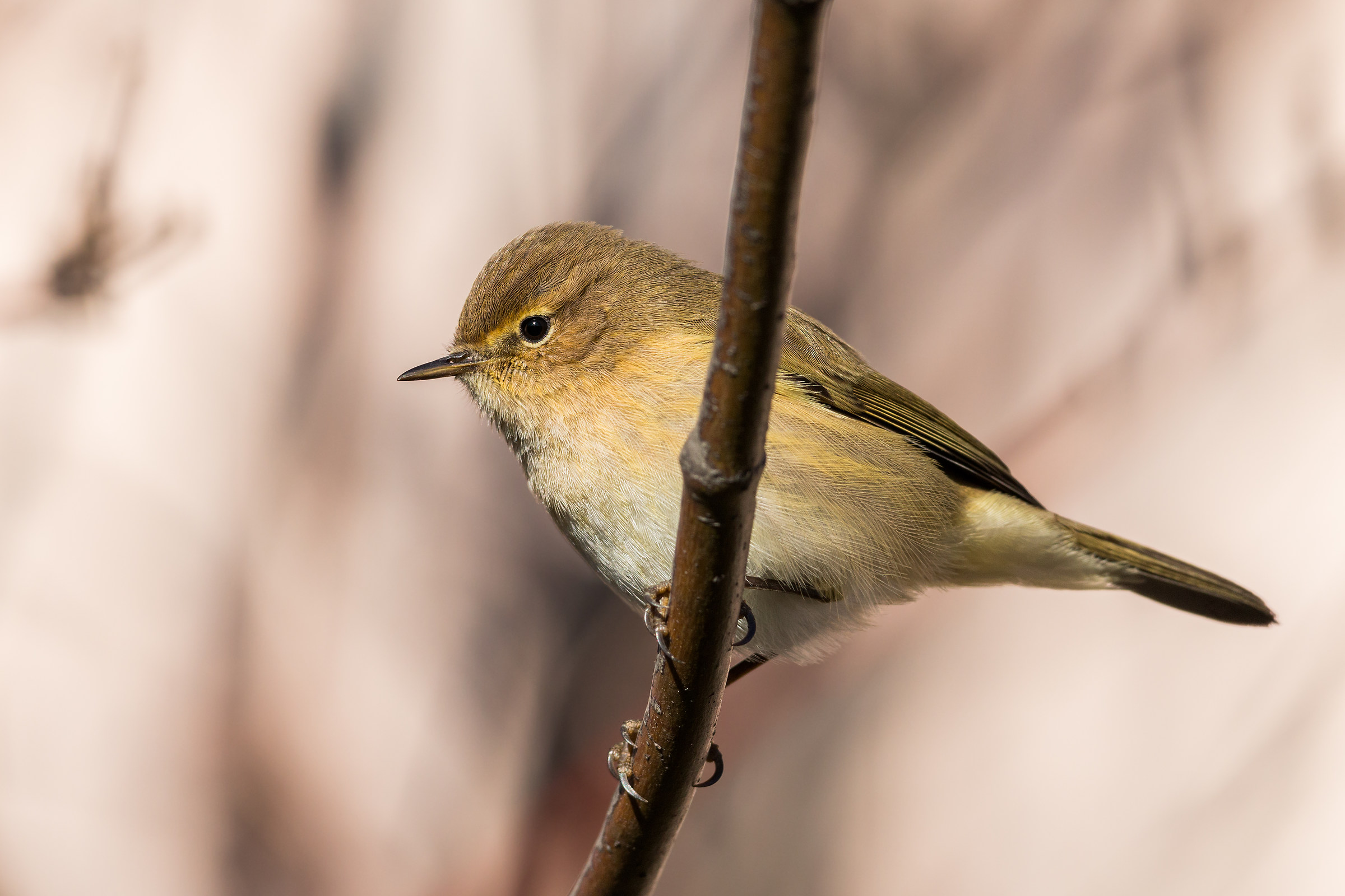 Chiffchaff