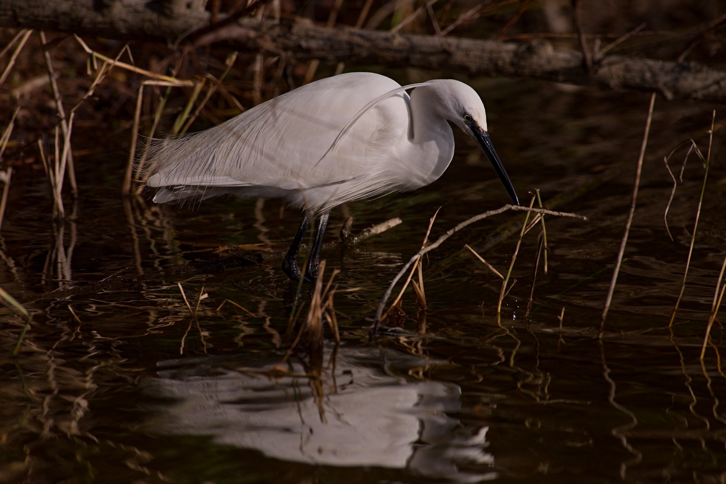 Egret