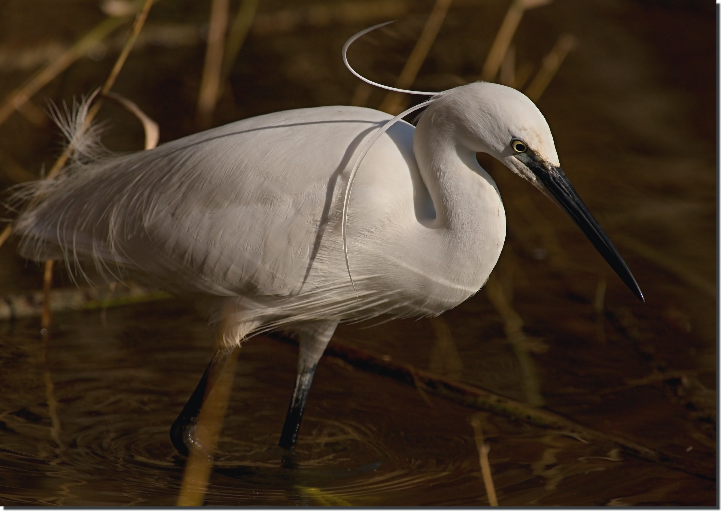 Egret in wedding dress
