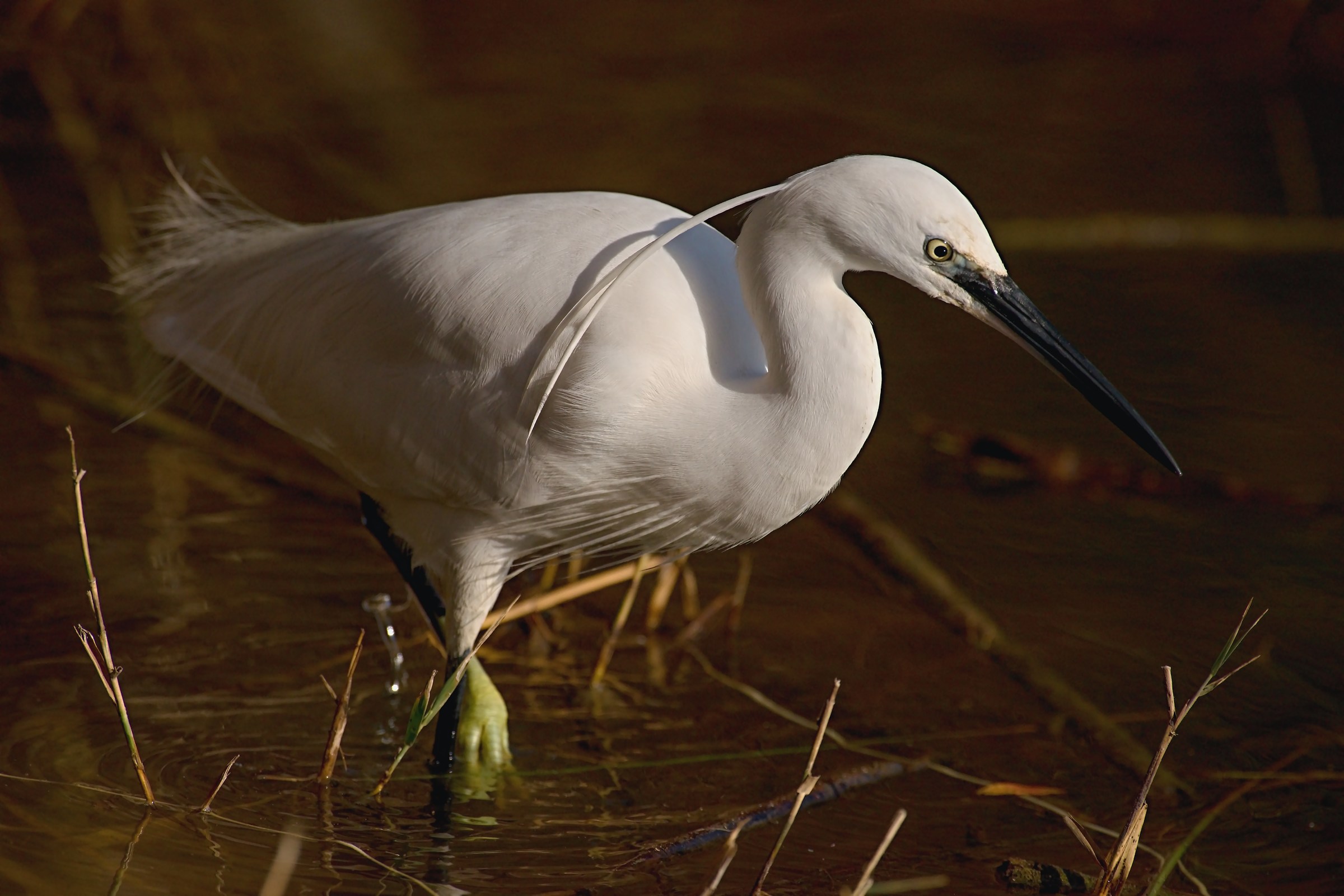 Egret