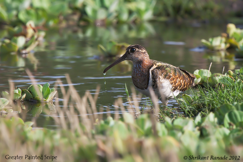 Grande dipinto Snipe - Male