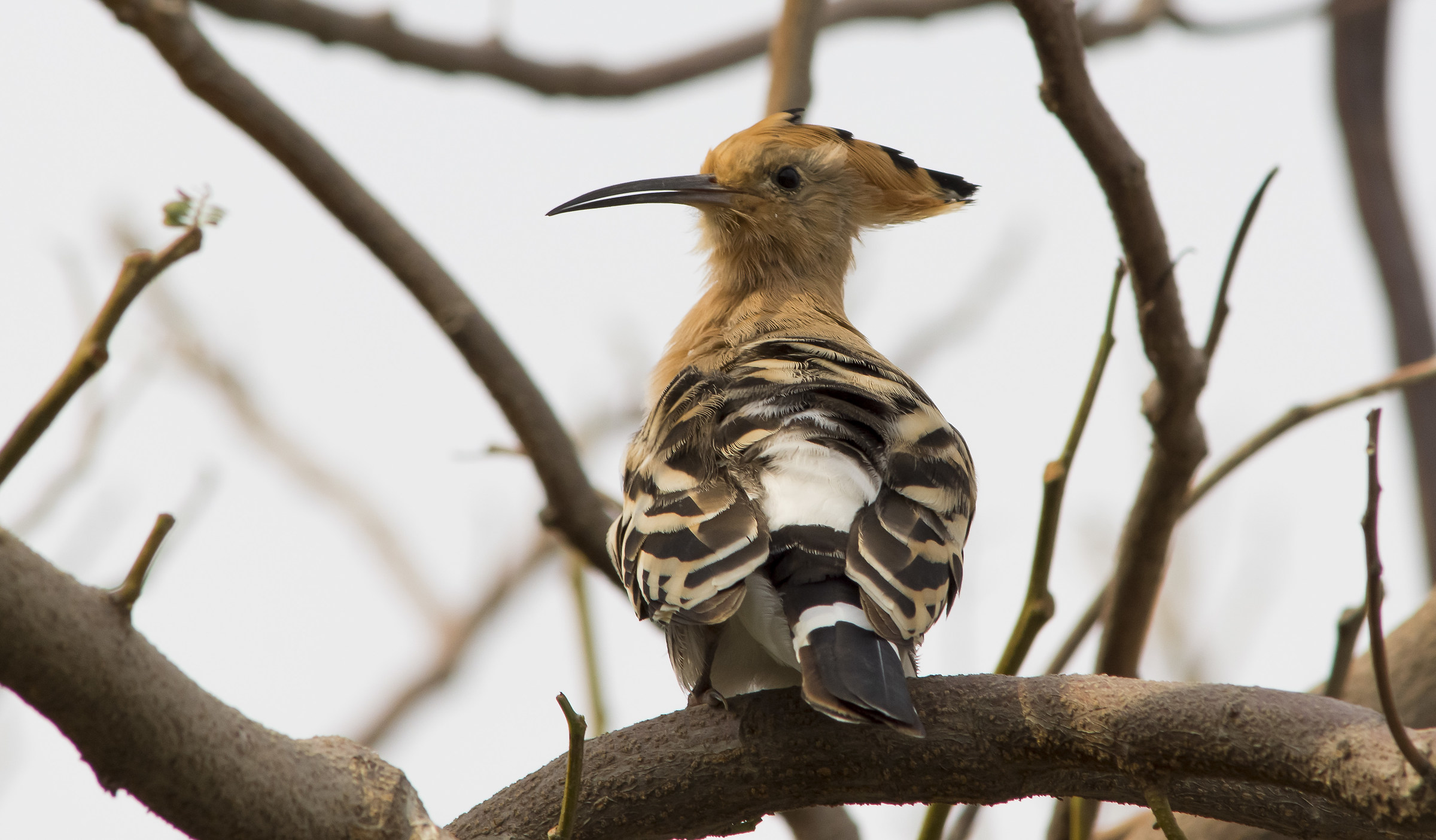 Hoopoe