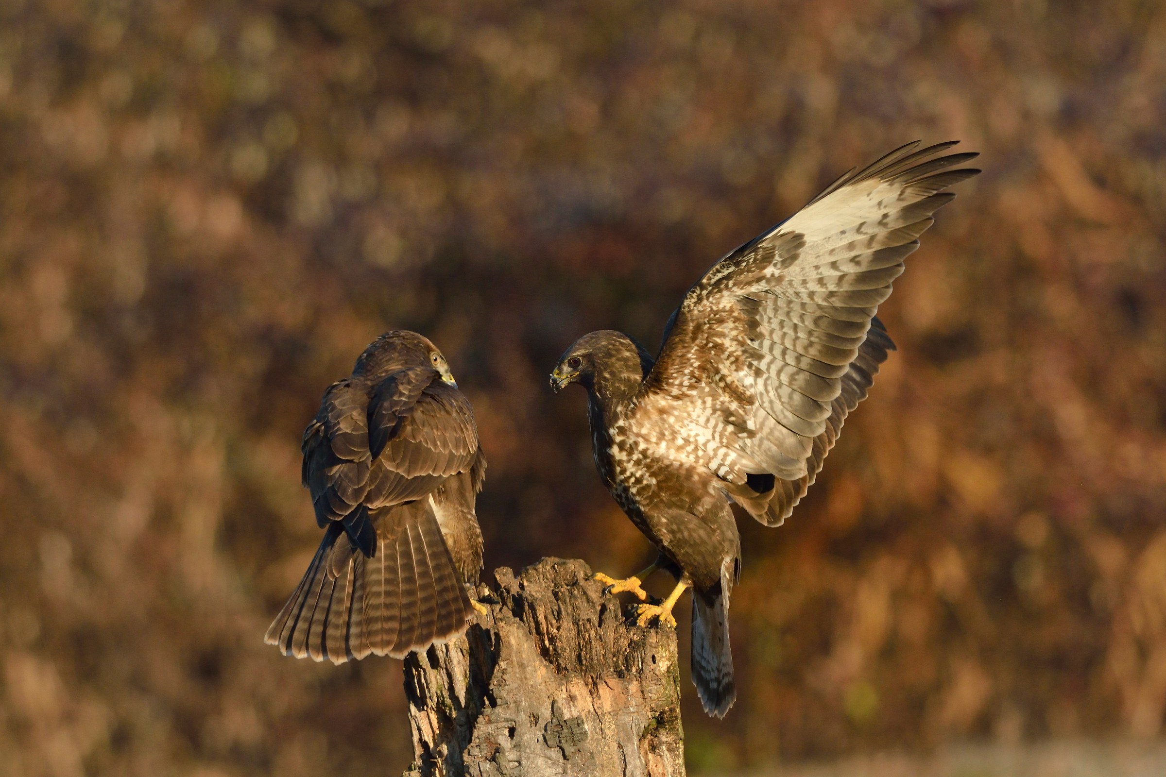 Una poltrona per due....