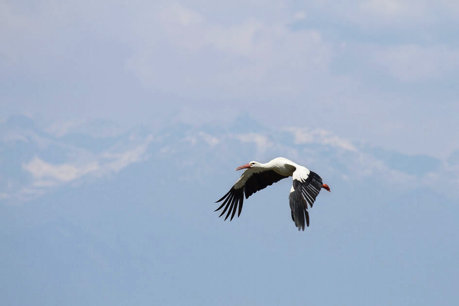 I flew over mountains and seas ........