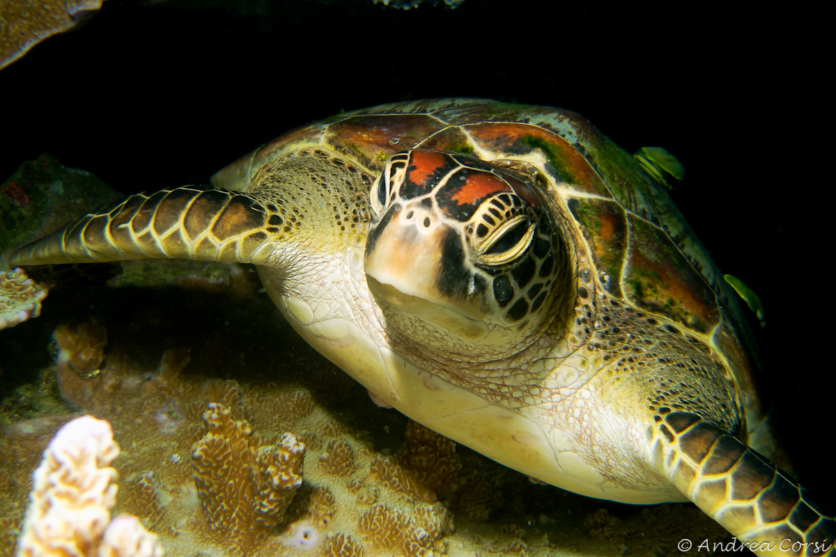 Turtle Philippines