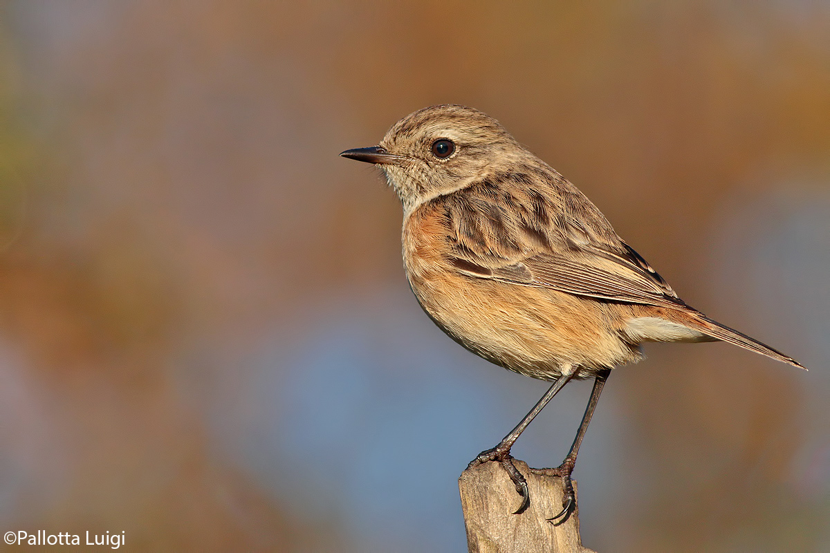 Stonechat (Saxicola torquata)