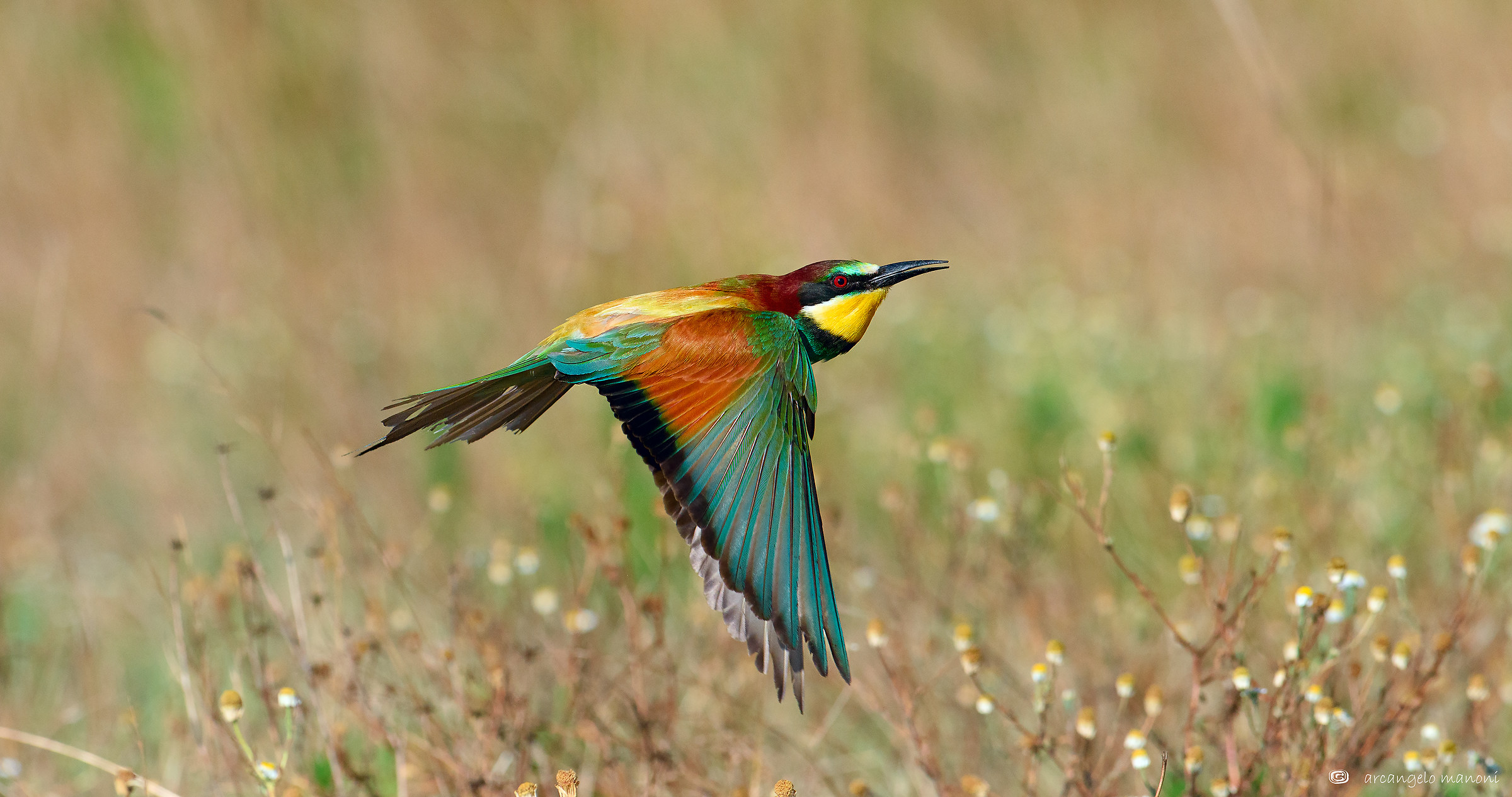 Gruccione in 4K cinematografico