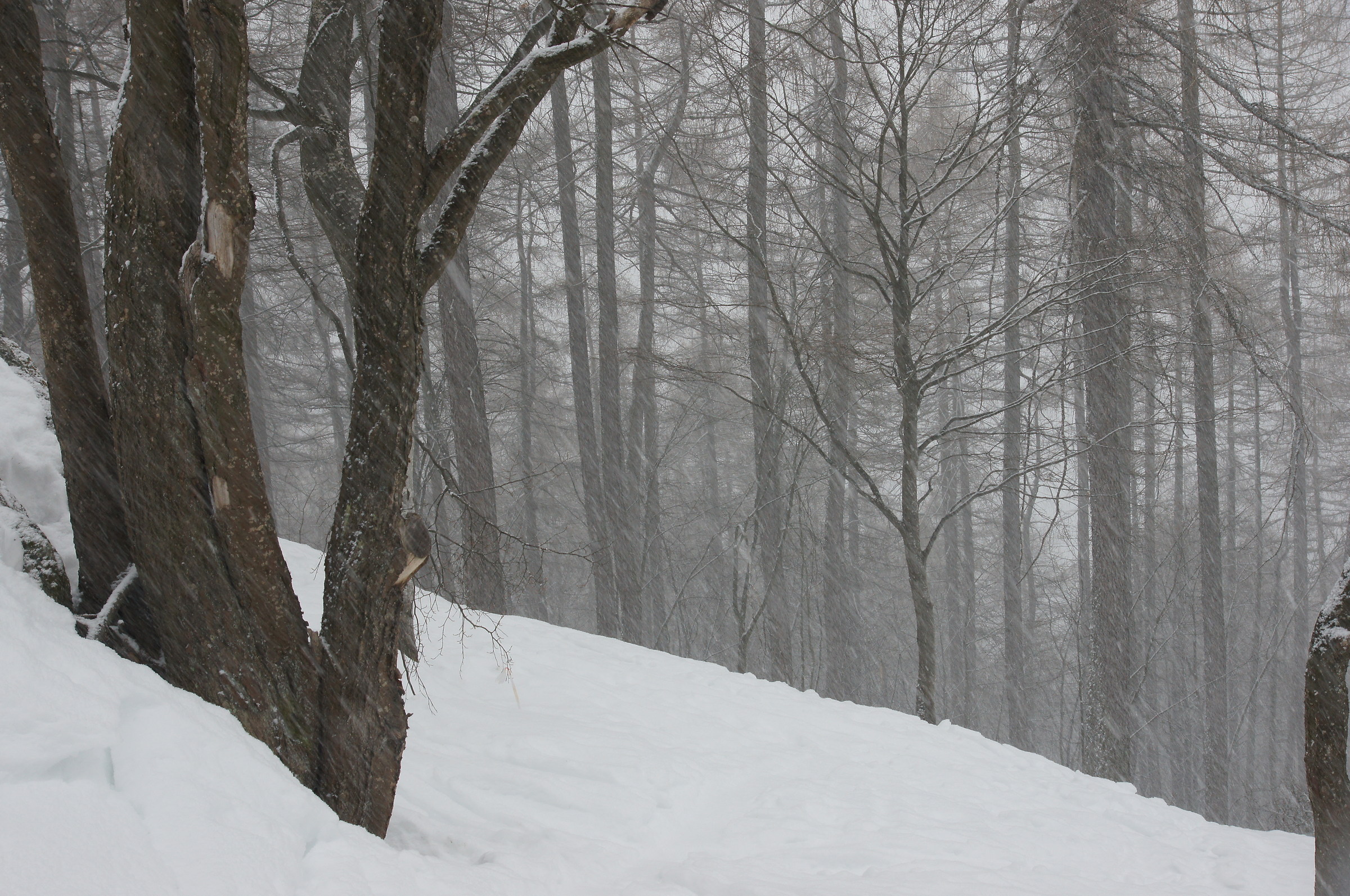 Guardiola - Valle Pesio CN
