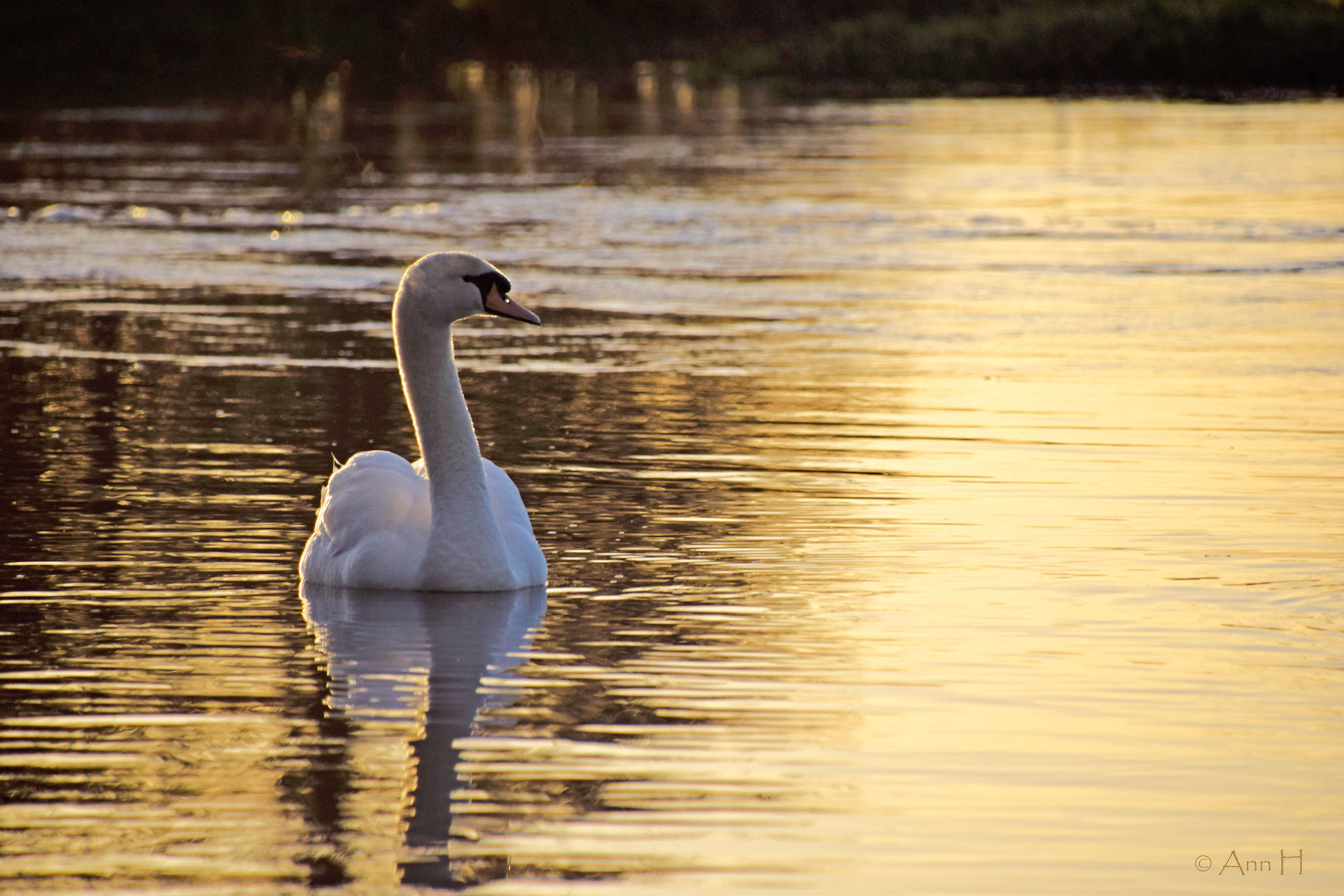 Retroilluminato Bellezza