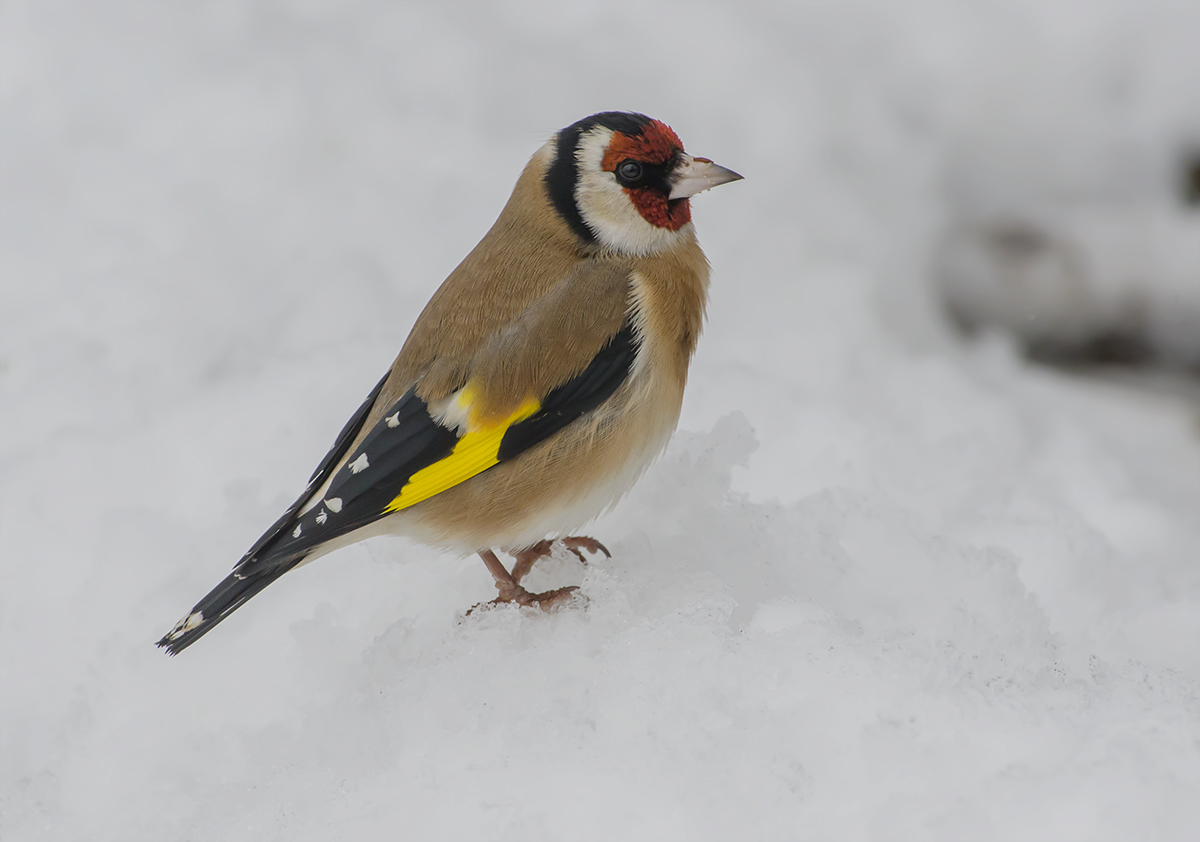 I did well to wear snowshoes